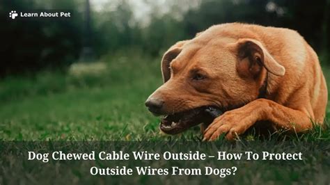 how to protect outside wires from dogs